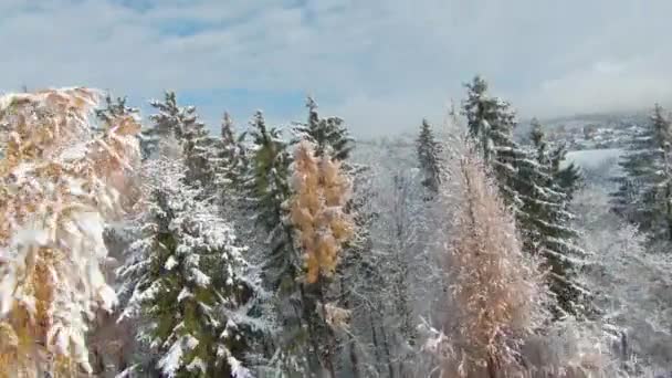 Fpv Drone Första Snöflingorna Täckte Den Vackra Kuperade Landsbygden Senhösten — Stockvideo