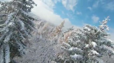 FPV DRONE: Beautiful hilly countryside and forest trees covered with early snow. Beginning of winter season with first snowfall. Snowy woodland area and gorgeous view over valley in late autumn snow.