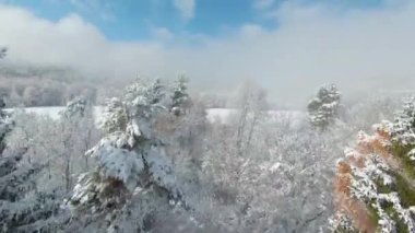 FPV DRONE: Picturesque woodland area with glowing larch trees after first snow. Beautiful hilly countryside and forest trees covered with early snowfall. Beginning of cold winter season in November.