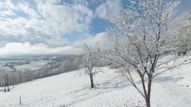 FPV DRONE: Snowy apple trees on the white meadow above valley after first snow. Beautiful view of hilly countryside covered with first snowflakes in the beginning of cold winter season in November.