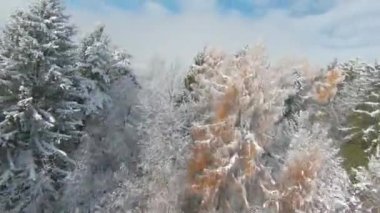 FPV DRONE: Snowy woodland area and gorgeous view over valley in late autumn snow. Beautiful view of hilly countryside covered with first snowflakes in the beginning of cold winter season in November.