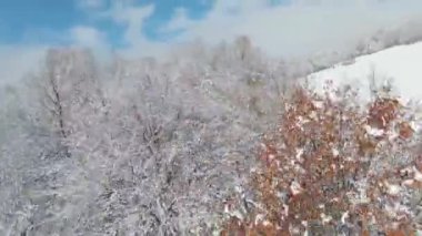 FPV DRONE: Early snow in late autumn whitened forest trees, meadows and valley. Beautiful view of hilly countryside covered with first snowflakes in the beginning of cold winter season in November.