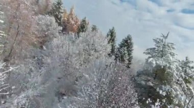 FPV DRONE: Flying close to snowy forest treetops on the hillsides above valley. Beginning of winter season with first snowfall. Snowy woodland area and gorgeous view over valley in late autumn snow.