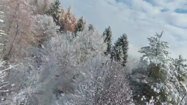 Fpv Drone 谷の上の丘の中腹に雪の森の木々の近くを飛んでいます 初雪と冬のシーズンの始まり 晩秋の雪の中 雪の森エリアと渓谷の壮大な景色 — ストック動画