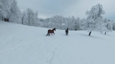 AERIAL: Dark brown stallion and chestnut mare running on meadow with fresh snow. Two beautiful horses enjoying on the pasture after freshly fallen snow. Winter wonderland at the hilly countryside.