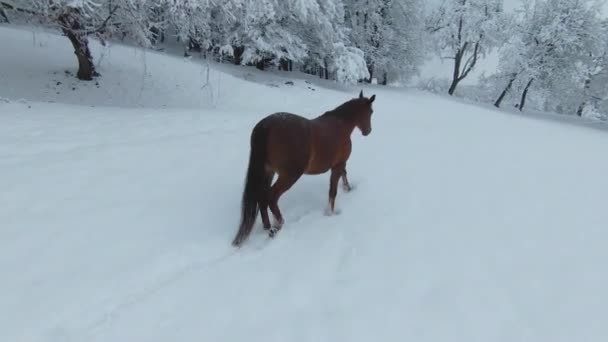 Aerial Two Beautiful Brown Horses Walking Freshly Snow Covered Meadow — Stockvideo