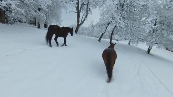 Aerial Chestnut Mare Dark Brown Stallion Walk Snowy Trees Meadow — Stockvideo