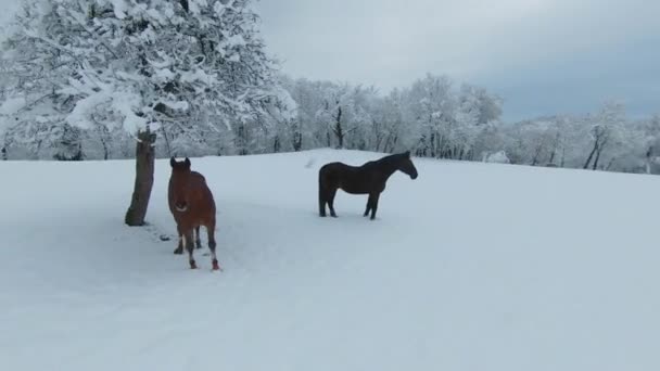 白い牧草地に雪のりんごの木の横に立っている2頭の茶色の馬 丘陵地帯での白いおとぎ話 冬の新雪の後 牧草地に暗い茶色の石筍と栗の雌馬 — ストック動画