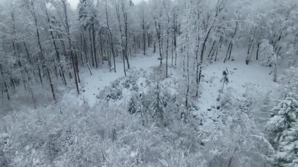 2022年3月 Ljubljana Slovenia 冬の森とジミー鈴木4 4の車が曲がりくねった雪道を移動します 雪に覆われた森林地帯を通って冒険に乗る4輪駆動のミニSuv — ストック動画