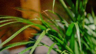 CLOSE UP, DOF: Detailed view of refreshing mist falling on the wet blades of tropical lemongrass. Tiny drops of water are sprinkled on the wet stalks of lush green decorative grass in a dark backyard.