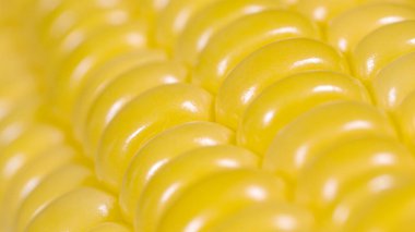 MACRO, DOF: Beautiful yellow lines of ripe corn kernels shine under a bright light. Detailed shot of vibrant yellow corn kernels of a ripe organically grown cob. Macro shot of an organic ear of corn.