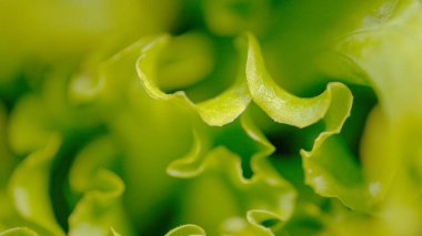 MACRO, DOF: Delicious young romaine lettuce grows in a lush green garden. Detailed close up view of curly lettuce leaves grown on an organic farm. Macro shot of a head of lettuce ready for consumption