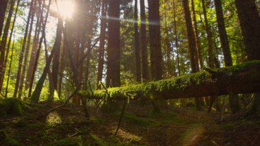Yosun kaplı bir ağaç gövdesinde parlayan parlak bahar güneş ışınları orman zemininde uzanıyor. Güneş ışınlarının gölgeliklerden süzülüp yosunlu ağaç gövdesinde parladığı sahne..