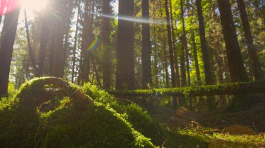 CLOSE UP, LENS FLARE: Scenic shot of sun rays peering through the canopies and shining down on mossy tree trunk. Bright spring sunbeams shine on a moss covered tree trunk lying on the forest floor.