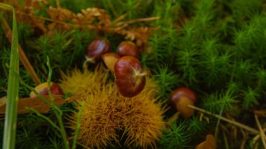CLOSE UP, DOF: Chestnuts fall off the tree and onto the moss covered forest floor at the peak of autumn. Cinematic shot of brown chestnuts falling off the tree. Detailed shot of prickly chestnuts.