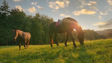LENS FLARE: Golden autumn evening sun shines on two adult chestnut colored horses grazing in a meadow. Two majestic purebred horses explore and pasture in the lush green meadow on at golden sunset.