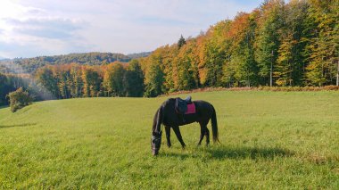 LENS FLARE: Domesticated brown mare grazes in the vast green meadow on a sunny fall day. Bright autumn sunbeams shine on a lonely chestnut horse pasturing in the serene countryside in Slovenia.