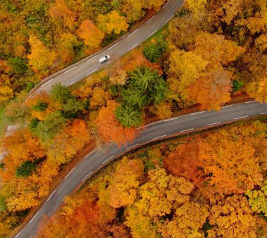 TOP DOWN: White car cruises along empty road leading through the forest changing leaves on a misty day in October. Drone shot of a car driving around the vivid autumn colored Slovenian countryside.