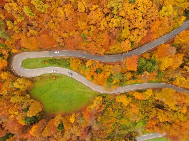 AERIAL, TOP DOWN: Scenic drone shot of cars driving down the empty switchback road in the vivid fall colored woods. Flying above a scenic country road crossing deciduous woods changing colors in fall.