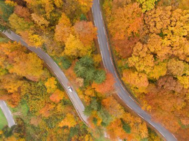 TOP DOWN: White car cruises along empty road leading through the forest changing leaves on beautiful day in November. Drone shot of a car driving around the vivid autumn colored Slovenian countryside.