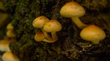 Bir grup ağaç mantarı sonbahar ormanında yosun kaplı bir ağaçla simbiyoz içinde büyüyor. Küçük beyaz ve kahverengi mantarlar büyük yosunlu bir ağacın kenarında büyür. Karanlık ormanın derinliklerinde..