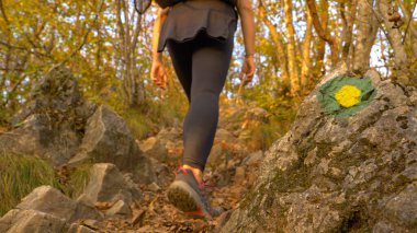 CLOSE UP, DOF: Unrecognizable female hiker carries her puppy in a backpack while walking up a forest trailed marked with trekking symbols. Fit young woman is hiking in the scenic autumn colored woods.