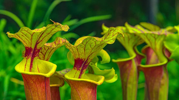 CLOSE UP, DOF: Violet and green carnivore flowers blossom in spring. Close up view of Sarracenia flava flowers in a blossoming garden. Detailed shot of yellow pitcherplants blooming in a lush garden.
