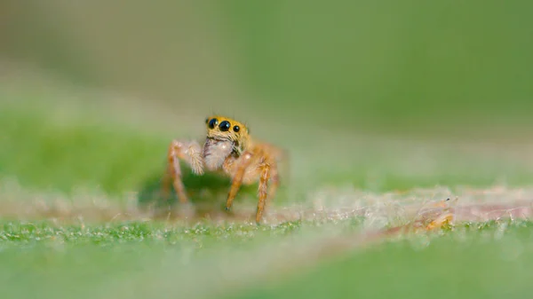 MACRO, DOF: Cute close up of an tiny spider with big black eyes and fuzzy legs. Adorable little jumping spider crawls along a vibrant green tree leaf. Lovely jumper spider is exploring the woods.