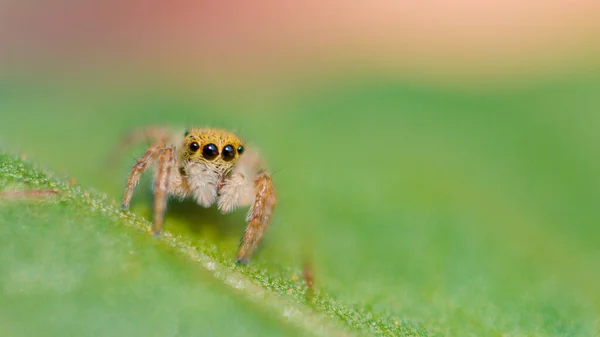 MACRO, DOF: Adorable little jumping spider crawls along a vibrant green tree leaf. Cute close up of an tiny spider with big black eyes and fuzzy legs. Lovely jumper spider is exploring the woods.