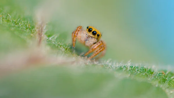 Macro Dof Detailed Shot Adorable Tiny Jumping Spider Crawling Leaf — Stock Photo, Image