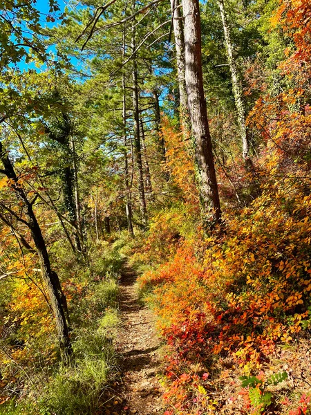 Vertical Empty Gravel Path Runs Vivid European Smoketree Forest Tranquil — Foto de Stock
