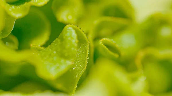 Macro Dof Detailed View Rain Watering Lettuce Rainy Spring Day — Foto de Stock