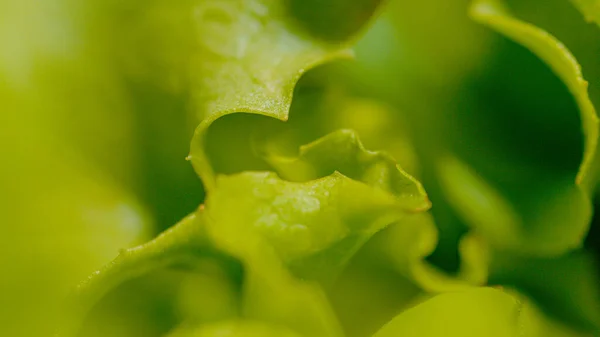 Macro Dof Delicious Young Iceberg Lettuce Grows Lush Green Garden — Stockfoto