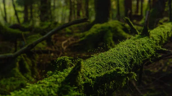 Macro Καλυμμένος Moss Κορμός Δέντρων Βρίσκεται Στο Έδαφος Ενός Σκοτεινού — Φωτογραφία Αρχείου