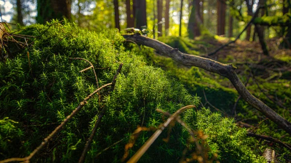 Macro Lens Flare Bright Spring Sunbeams Shine Moss Covered Tree — Φωτογραφία Αρχείου