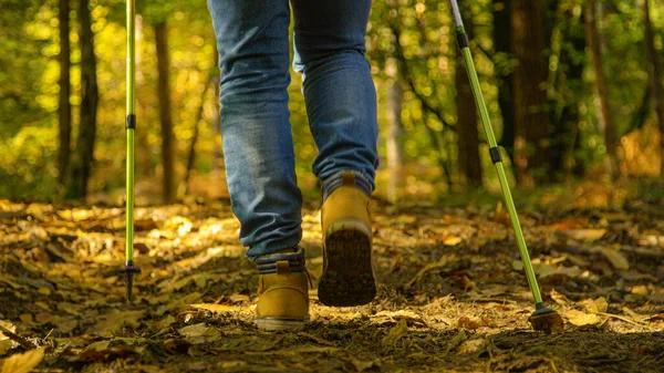 CLOSE UP, LOW ANGLE, DOF: Unrecognizable fit older man hikes along the empty forest trail. Male retiree uses hiking poles while exploring the picturesque autumn colored woods on an idyllic spring day.