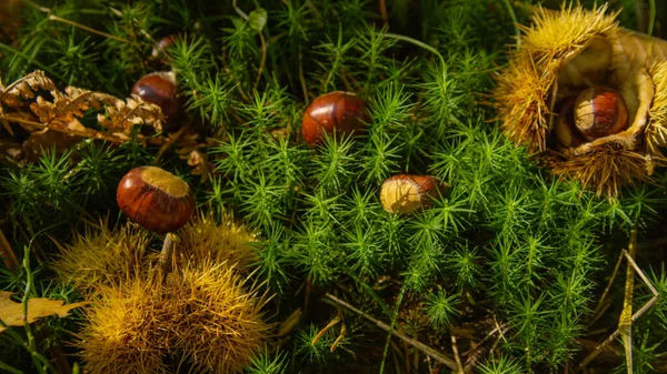 Kestaneler Sonbaharda Yemyeşil Orman Zeminine Saçılmış Vaziyettedirler Dikenli Kestane Kabukları — Stok fotoğraf