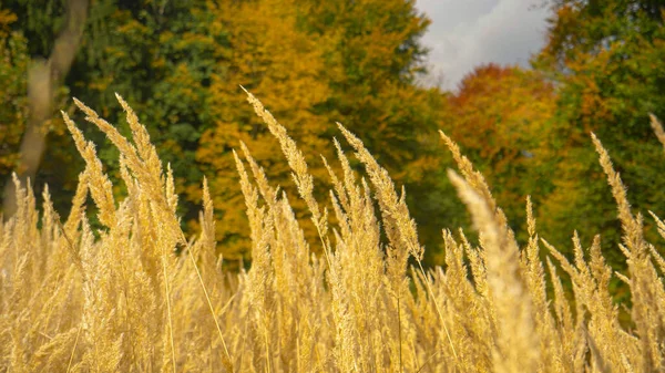 Close Dof Golden Meadow Moving Gentle Fall Winds Blowing Idyllic — Stock Photo, Image