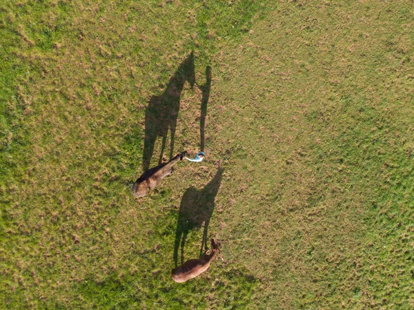 Aerial Top Young Woman Feeds Her Horses Wandering Ranch Sunny — Foto de Stock