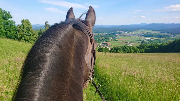 Pov 絵のように美しいスロベニアの田舎の大きな牧草地の間で好奇心旺盛な栗色の採掘に乗っています 晴れた春の日に乗馬中の風光明媚な田園風景の風景撮影 — ストック写真