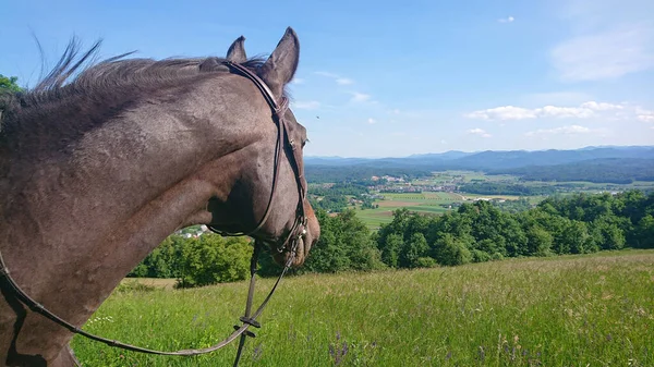近くで何が起きているのでしょうか 緑豊かなスロベニアの田園地帯にある 目を奪われた栗色の視線 その豪華な自然環境を観察サラブレッドの馬のショットを閉じます — ストック写真
