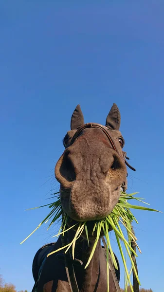 Close Portrait Vertical Funny Shot Horse Grazing Grass Looking Camera — Stock Photo, Image