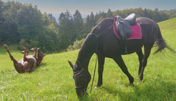 絵のように美しいスロベニアの田舎の空の牧草地で別の放牧中に 遊び心のある馬の面白いショットが背中に横たわっています 牧場で放牧や遊びをすることで 2頭の馬が晴れた日を楽しむ — ストック写真
