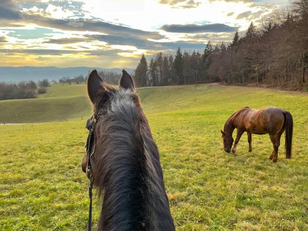 Pov 美しい黄金の夕日でライダーと田舎を探索しながら 緑豊かな風景で栗色の馬の視線 晴れた秋の夜に強力なサラブレッドの種牡馬に乗って — ストック写真