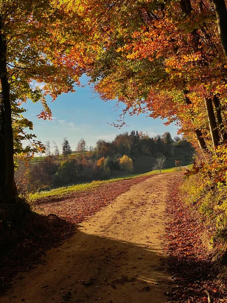Vertical Empty Forest Trail Leads Picturesque Golden Lit Autumn Colored — Photo