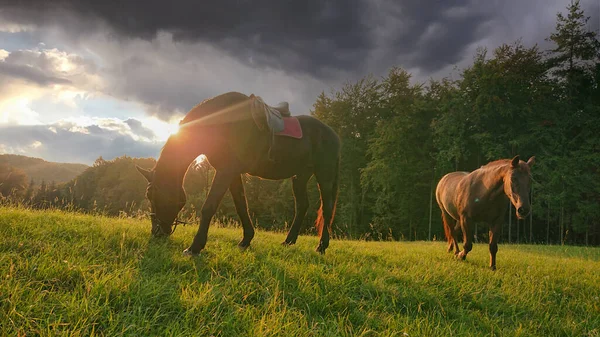 Lens Flare Two Majestic Purebred Horses Explore Pasture Lush Green — Stock Photo, Image