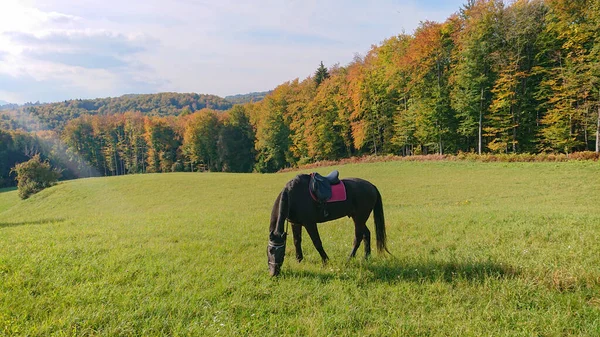 Lens Flare Domesticated Brown Mare Grazes Vast Green Meadow Sunny — Stock Photo, Image