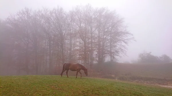 Idyllic Shot Lone Chestnut Horse Grazing Cold Foggy Winter Morning — Foto de Stock