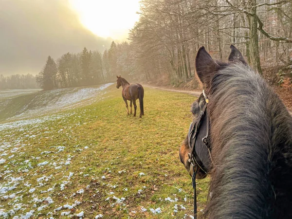 Pov Riding Horse Edge Snowy Meadow Foggy Winter Morning Chestnut — Stock Photo, Image