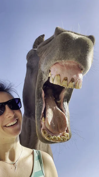 Funny shot of a happy young Caucasian woman smiling with her big brown horse. Female horseback rider smiles and laughs into the camera with her adorable chestnut stallion
